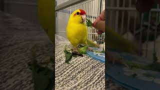 Baby Kakariki Sounds  1 Month Old [upl. by Naveb811]