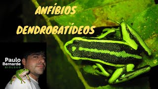 ANFÍBIOS DENDROBATÍDEOS [upl. by Einnep]