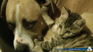 Pitbull VS Kitten Real Love Real Fights [upl. by Lsil]