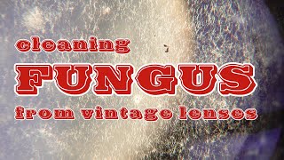 Cleaning FUNGUS from vintage lenses Tools and method [upl. by Kcirtemed]