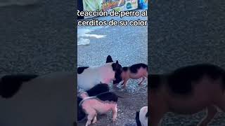 Videos Graciosos 😂 shortvideo perros shortvideo cute fannyvideo shortvideo jaja viral [upl. by Inverson]