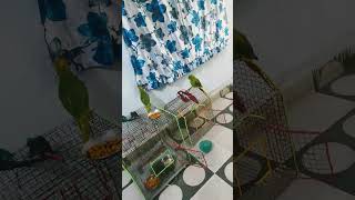 my cute parrot birds  viral video🇮🇪 [upl. by Celinka904]