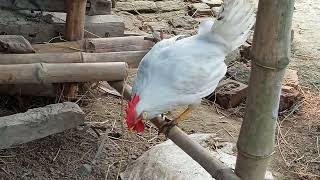 White leghorn rooster 🐓🐓🐓🐓🐓 crowing [upl. by Pufahl]