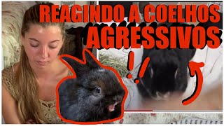 REAGINDO A VÍDEOS DE COELHOS AGRESSIVOS2º Vídeo [upl. by Elihu9]