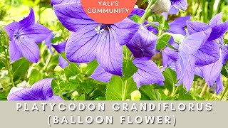 Platycodon grandiflorus Balloon Flower by Yali’s Community a Majestic Long Blooming Perennial [upl. by Turne]