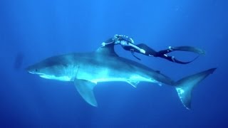 GoPro Ocean Ramsey and a Great White Shark [upl. by Nyrret387]