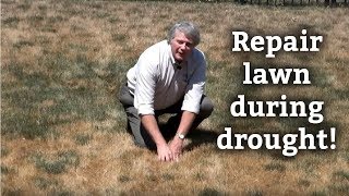 How To Take Care of a Lawn During a Drought [upl. by Isleen259]