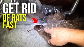 Ceiling FULL of RATSBest way to find and remove rats and mice [upl. by Nibaj252]