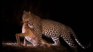 Natures Brutal Reality Leopards Devour ALIVE Impala in Gripping Hunt [upl. by Taylor940]