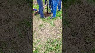 digging fence post holes [upl. by Wylie]