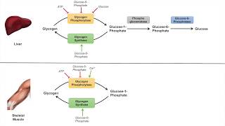 Glycogen Metabolism  Glycogenolysis  Pathway Enzymes and Regulation [upl. by Nnylharas]