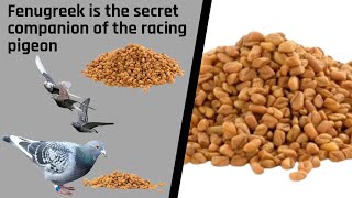 Fenugreek is the secret companion of the racing pigeon  🇬🇧 ENGLISH VERSION 🇺🇸 [upl. by Carolynne862]