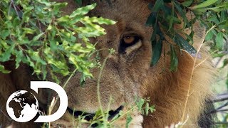 Dave Salmoni Has A Dangerous Close Call With A Wild Male Lion  Into The Lion’s Den [upl. by Eyde]