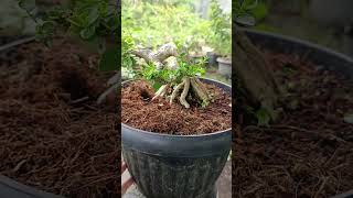 bonsai sancang bu waroengkacir real bonsai bonsaisancang bonsaidream bonsaiindonesia [upl. by Ratha]