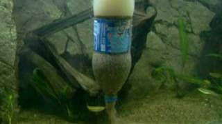 How to clean new aquariumsand the easy way [upl. by Lalittah]