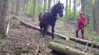 Holzrücken mit Pferden  Waldbewirtschaftung in Kombination PferdMaschine  Jochen Bacher [upl. by Tawsha727]