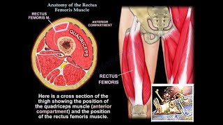 Anatomy Of The Rectus Femoris Muscle  Everything You Need To Know  Dr Nabil Ebraheim [upl. by Nosnah407]