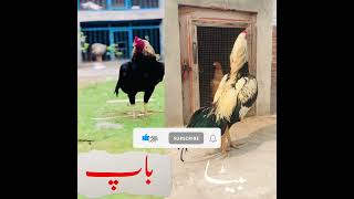 Mianwali Jawa Aseel  Aseel jawa vs lakha💥💥Roaster  murga aseel roaster aseelmurga shorts [upl. by Serdna]