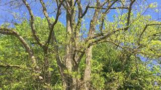 Black locust  entire tree  May 2019 [upl. by Avenej]