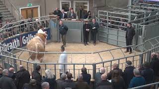 Simmental Bull Sale at Stirling Bull Sales 18th October 2022 [upl. by Anirak]