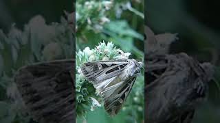 Dart Moth Finds Nectar shorts dartmoth natureisawesome [upl. by Jochebed]