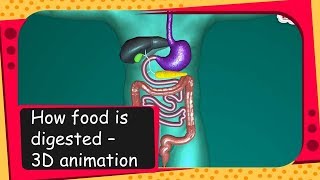 Science  How food is digested  3D animation  English [upl. by Anilrahc]