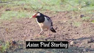 Asian Pied Starling  Birds  Nature  Wildlife  Cambodia [upl. by Aksehcnarf]