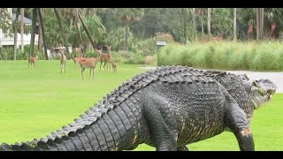 Massive alligator takes casual stroll through South Carolina golf course [upl. by Ylhsa605]