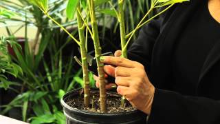 How to Prune a Schefflera Plant  Gardening amp Plant Care [upl. by Alleunam]