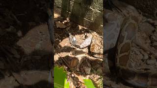 പൂച്ചയെ വിഴുങ്ങി പെരുമ്പാമ്പ്🐍 Python killed a cat urbansnakelife sarpa urbanwildlife [upl. by Erdried]