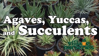 Agaves Yuccas and Succulents  Village Nurseries [upl. by Ellenuahs]