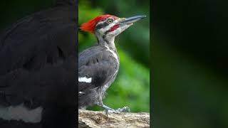 Pileated Woodpecker [upl. by Garzon451]