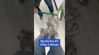 Big Bertha 2 Cleanout bigbertha laundry [upl. by Inimak]