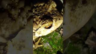 bufo spinosus animals curiosidades sabiasque frog toad animales [upl. by Adnac689]