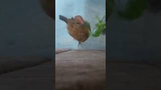 Jumping chicks chirping actions trendingshorts chicken birds shortsvideo FluffyChickenFables [upl. by Aivatra193]