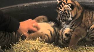 Baby Tiger Cubs  Video by the San Diego Zoo Safari Park [upl. by Allerim33]