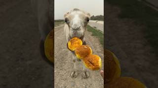 Camel ASMR The Ultimate Feeding Frenzy  shorts animals camel NatureWildlife [upl. by Artekal]