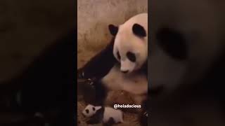 Baby Panda Has Nightmare and Scares Parent Shorts youtubeshorts animals [upl. by Einneg]