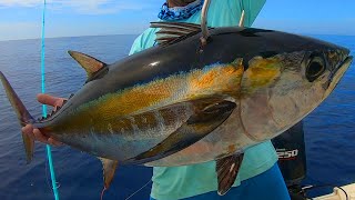 How to Catch HUGE blackfin Tuna  Catch and Cook  Fishing Anna Maria Island Florida [upl. by Frulla]