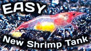 EASY New Shrimp Tank Setup [upl. by Sarita]