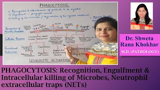 Phagocytosis Recognition Engulfment amp Intracellular killing of Microbes NETs [upl. by Tnomed]