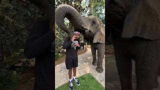 Wild Elephant Tries To Prank Me shorts [upl. by Anehc705]