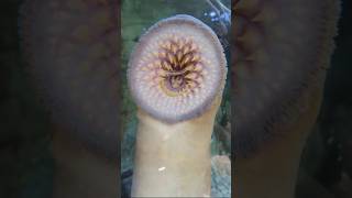 Lamprey Fish 😱😱 factshorts factorfact alien fish mysteryify factorally [upl. by Falconer]