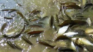 Sungai Ini Mengering Ribuan Ikan Bermunculan [upl. by Aekan400]