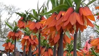 Fritillaria imperialis Rubra red quotcrown imperialquot  FarmerGracycouk [upl. by Tenej878]