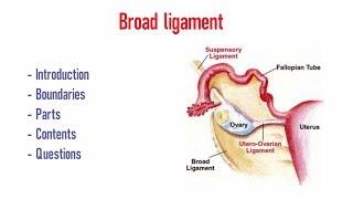 Broad ligament [upl. by Crowe]