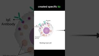 Anaphylaxis pathology [upl. by Nosloc]