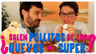 ¿Salen POLLITOS de los HUEVOS del SUPERMERCADO  La Fecundación explicada para niñas y niños [upl. by Lindemann]