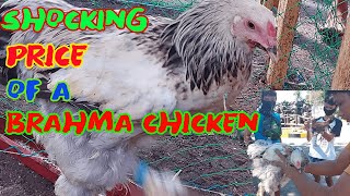 BRAHMA CHICKEN PRICE PHILIPPINES  MAGKANO ANG BRAHMA CHICKEN  HERITAGEFREERANGE CHICKEN [upl. by Nemsaj]