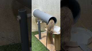 Best home mouse trapmouse trap tips from plastic pipe [upl. by Ymij52]